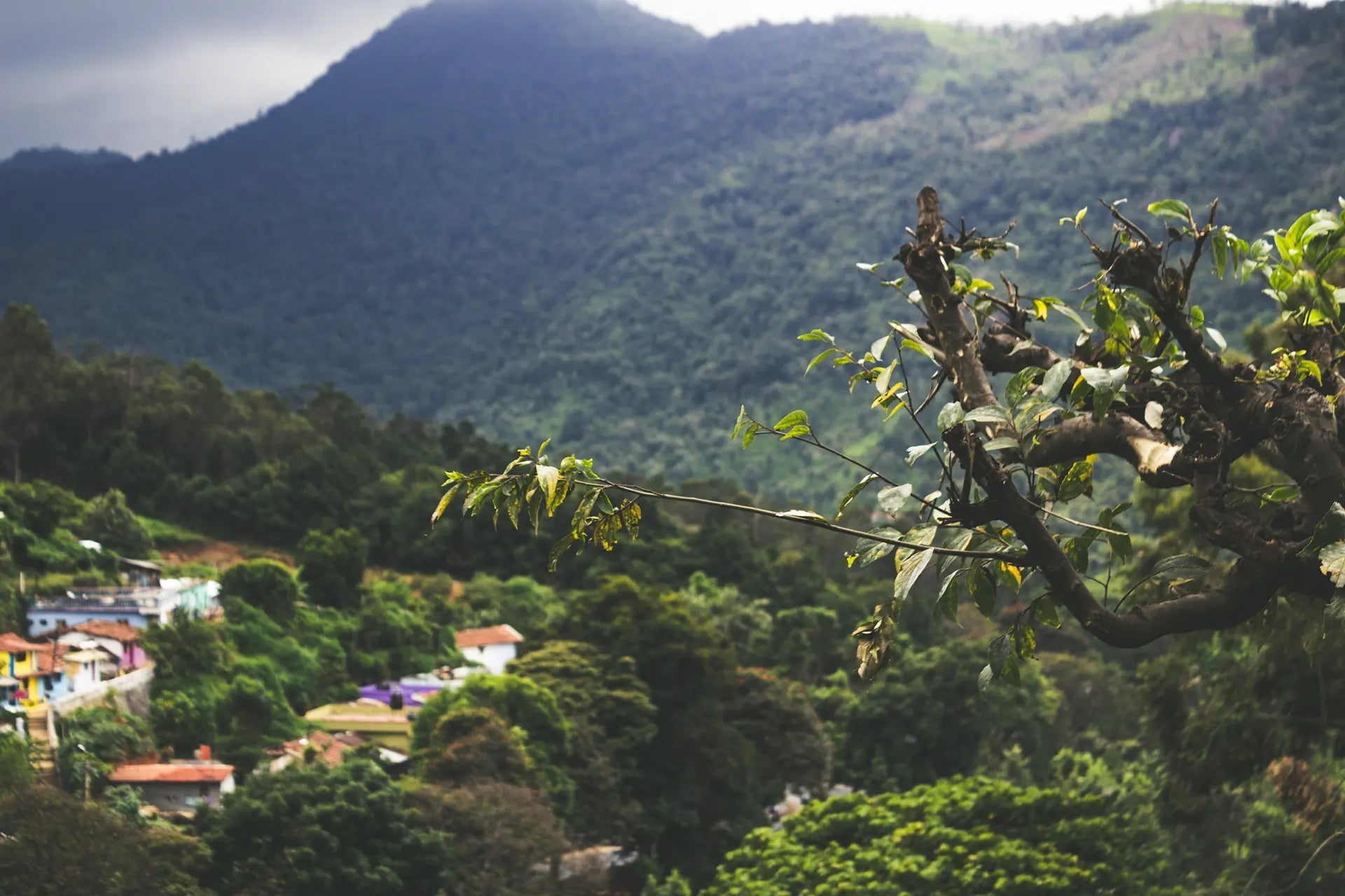 Brazil Rio Minas - imesta coffee