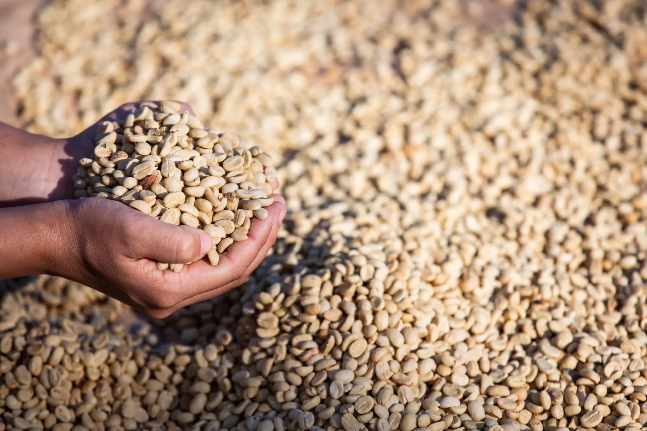 imesta-coffee-green-coffee-beans