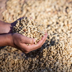 Toptan Filtre Kahve | 10–100 kg - imesta coffee